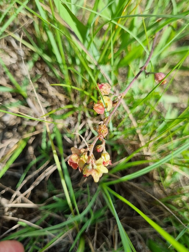 Hermannia flammea photo 7