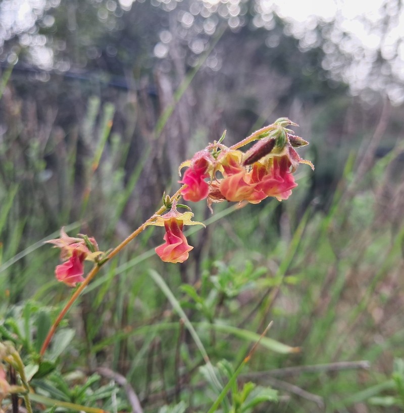 Hermannia flammea photo 8