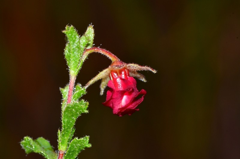 Hermannia flammula