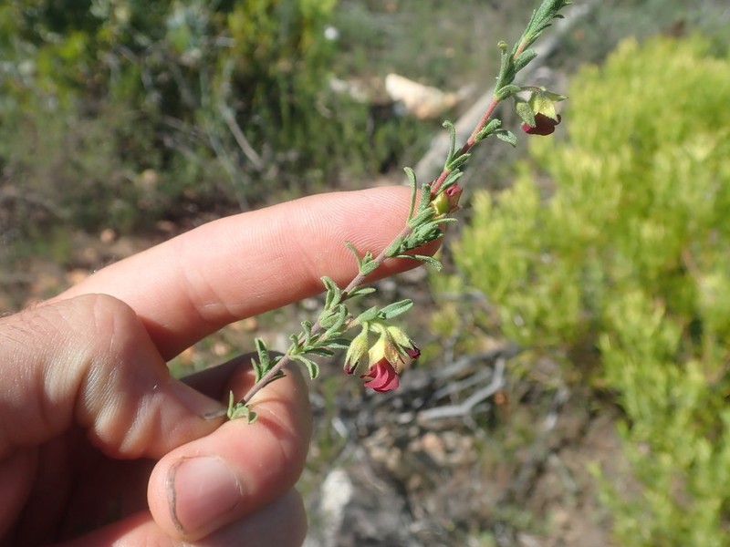 Hermannia flammula photo 2