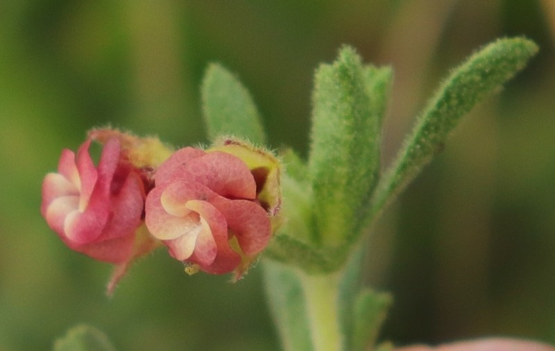 Hermannia flammula photo 3