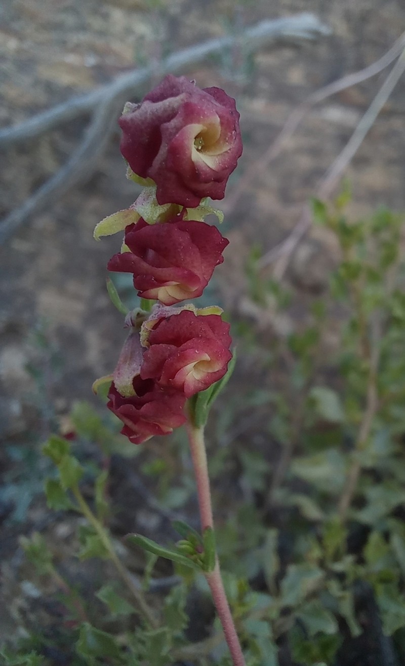 Hermannia flammula photo 4