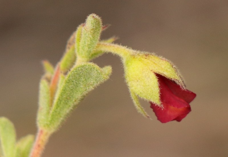 Hermannia flammula photo 5