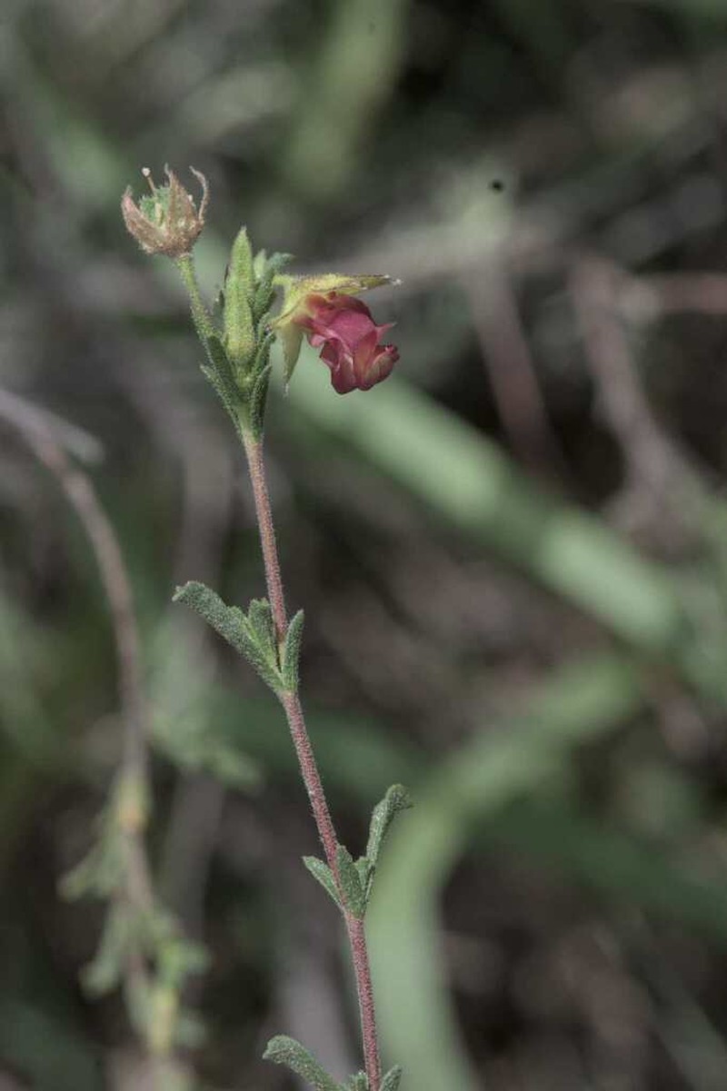 Hermannia flammula photo 8