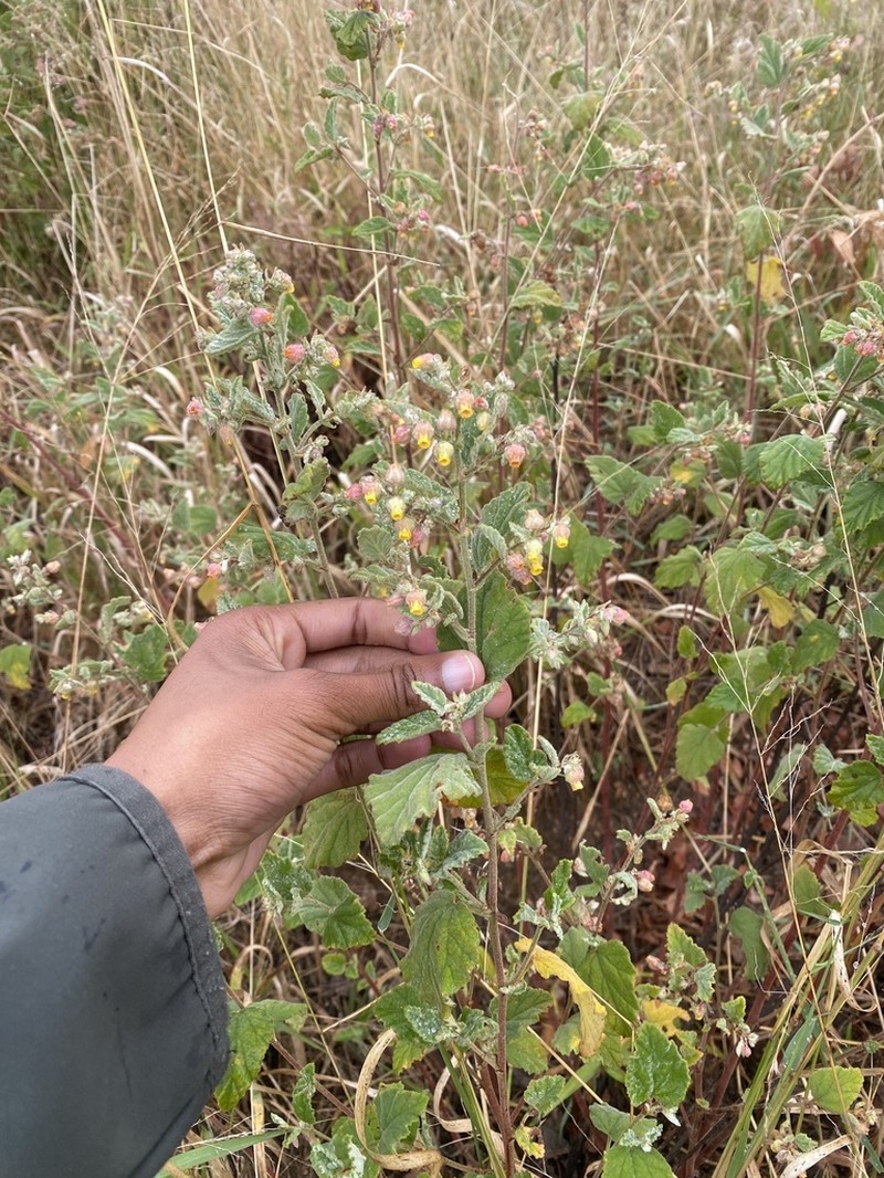 Hermannia floribunda