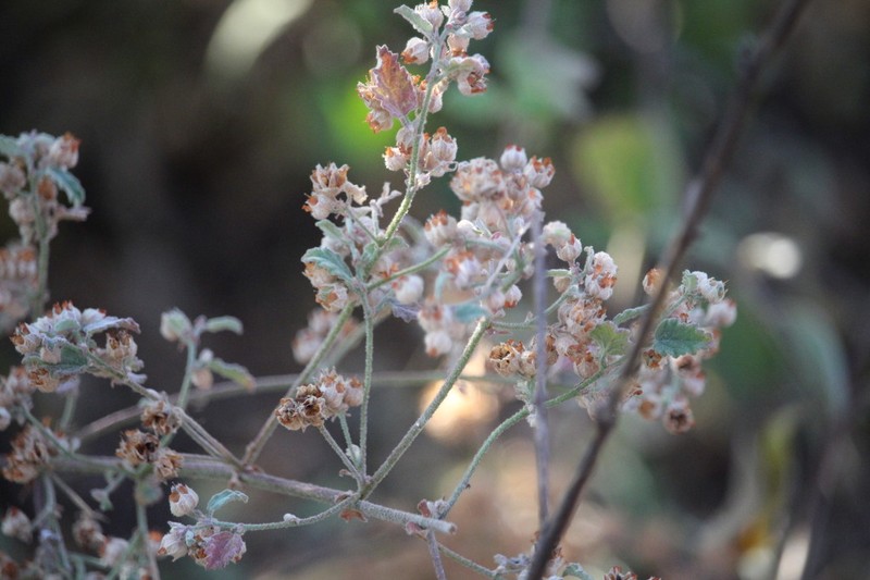 Hermannia floribunda photo 2