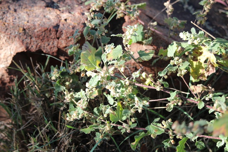 Hermannia floribunda photo 3