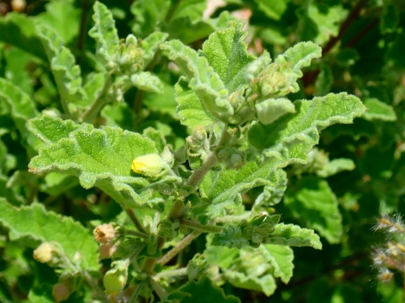 Hermannia floribunda photo 6