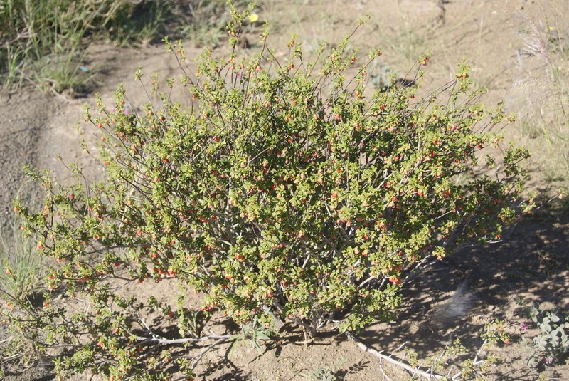 Hermannia fruticulosa