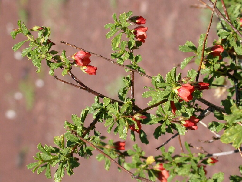 Hermannia fruticulosa photo 2