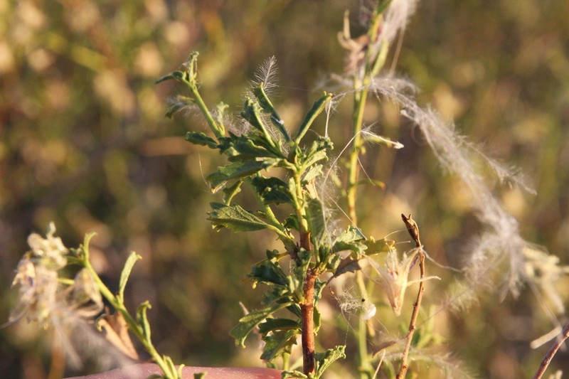 Hermannia fruticulosa photo 3