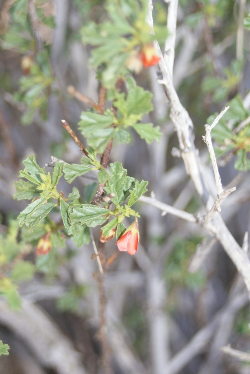 Hermannia fruticulosa photo 4