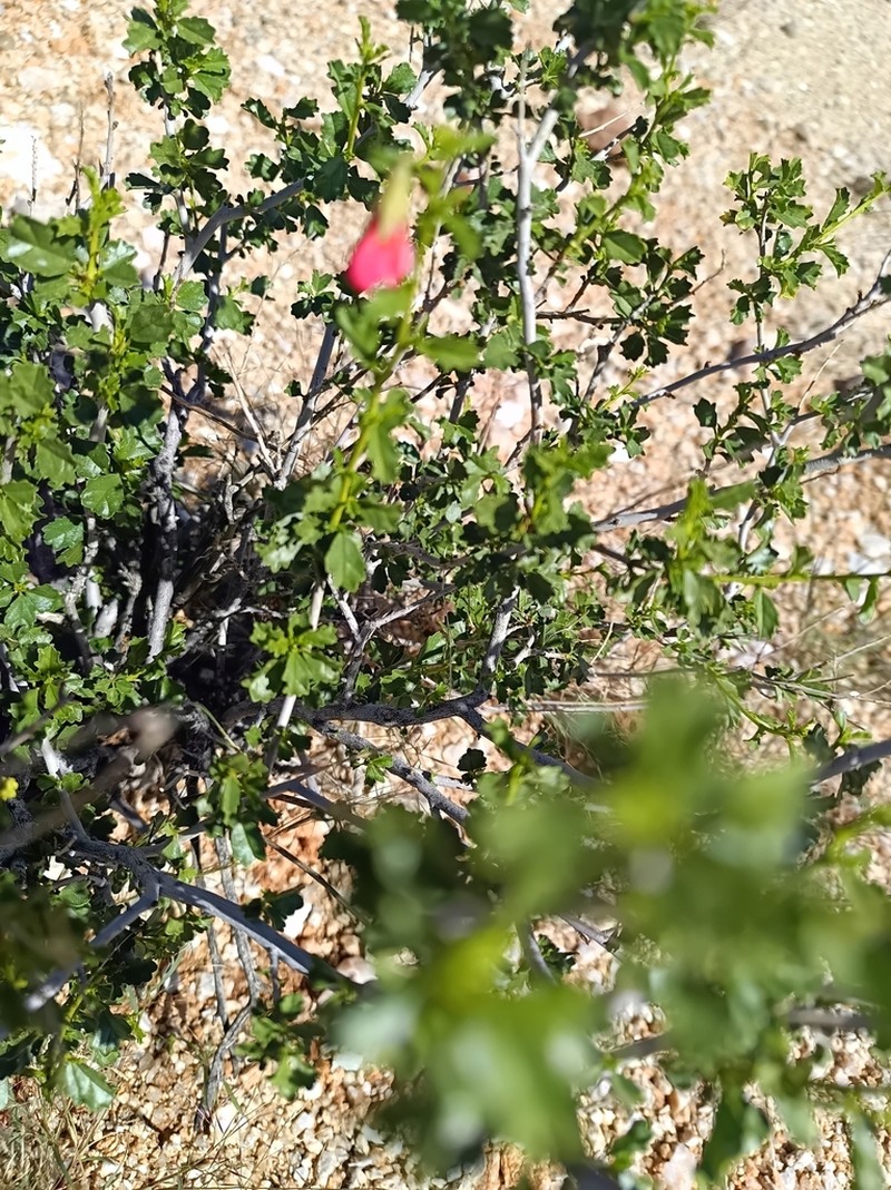 Hermannia fruticulosa photo 5