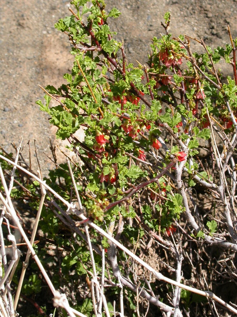 Hermannia fruticulosa photo 6