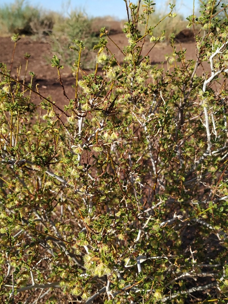 Hermannia fruticulosa photo 7