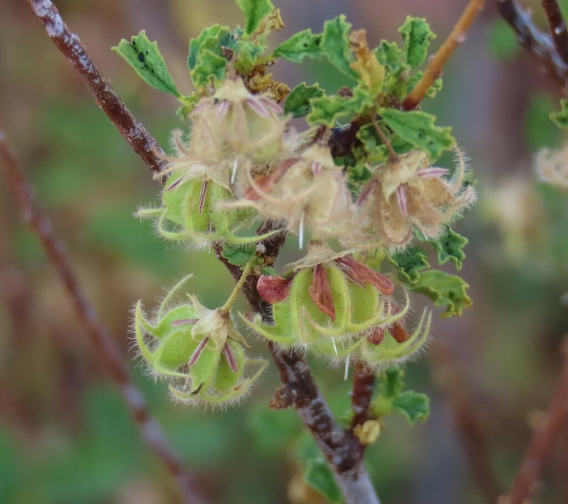 Hermannia fruticulosa photo 8