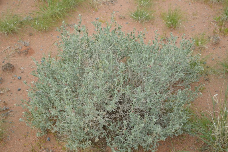 Hermannia gariepina photo 2