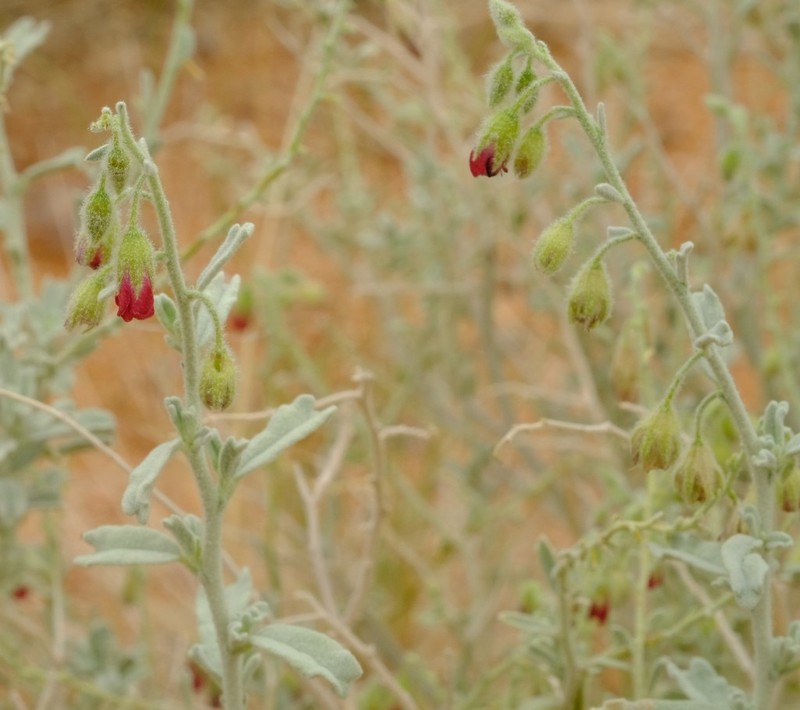 Hermannia gariepina photo 3