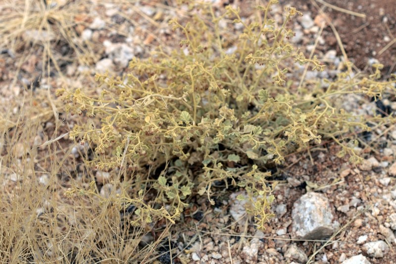 Hermannia gariepina photo 5