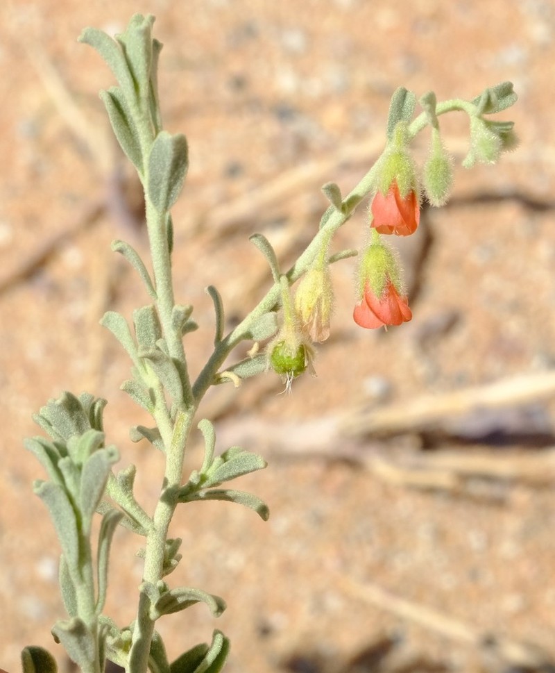 Hermannia gariepina photo 6