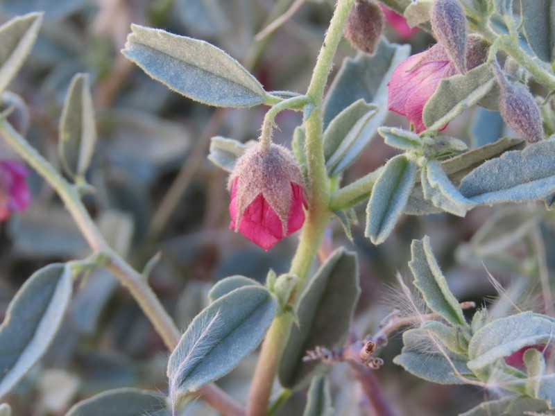 Hermannia gariepina photo 8