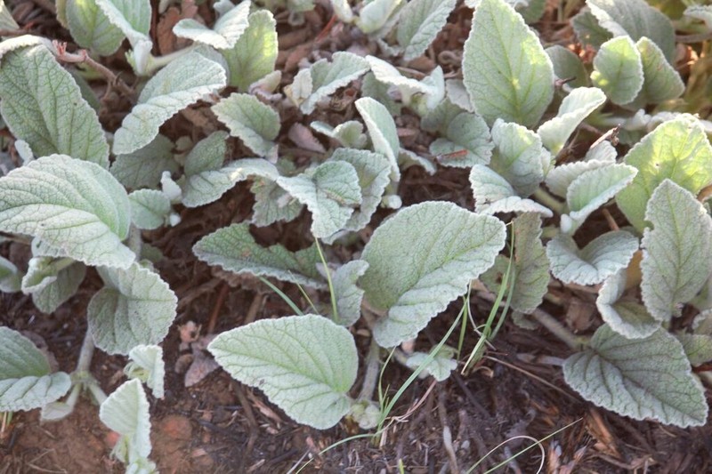 Hermannia geniculata photo 2