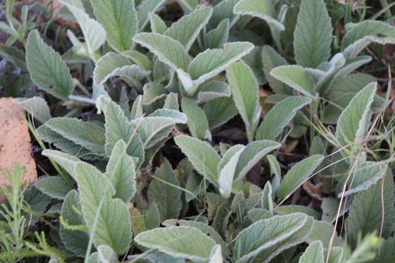 Hermannia geniculata photo 3