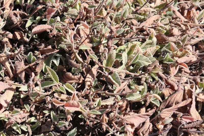 Hermannia geniculata photo 4