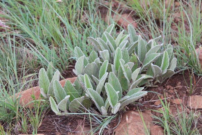 Hermannia geniculata photo 6