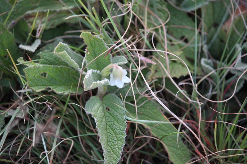 Hermannia geniculata photo 7