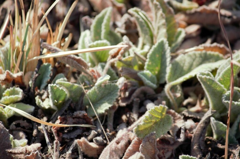 Hermannia geniculata photo 8
