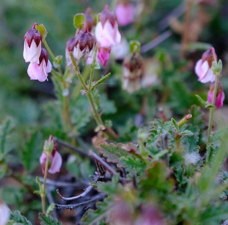 Hermannia glabrata