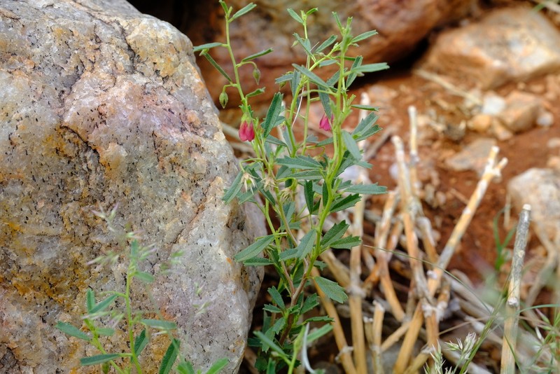 Hermannia glabrata photo 2