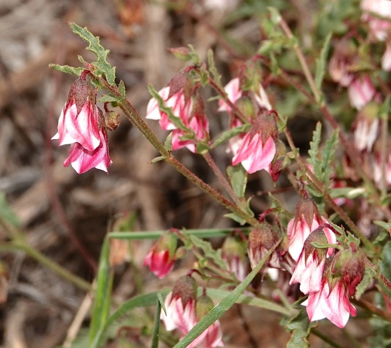 Hermannia glabrata photo 3
