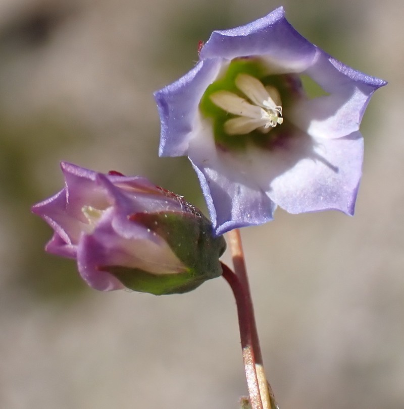 Hermannia glabrata photo 5