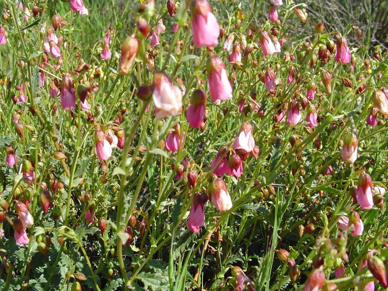 Hermannia glabrata photo 6