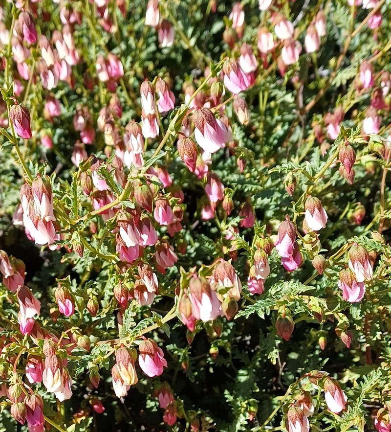 Hermannia glabrata photo 7