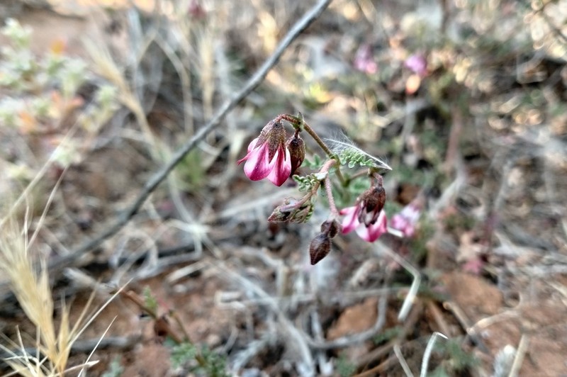 Hermannia glabrata photo 8