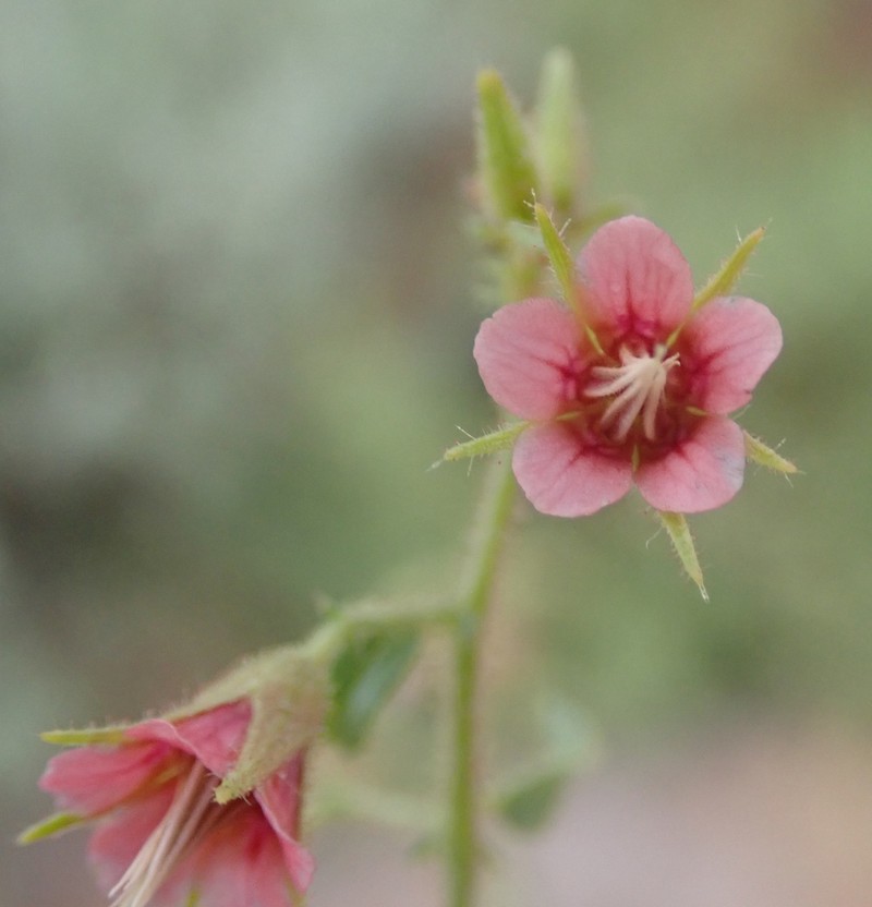 Hermannia glanduligera