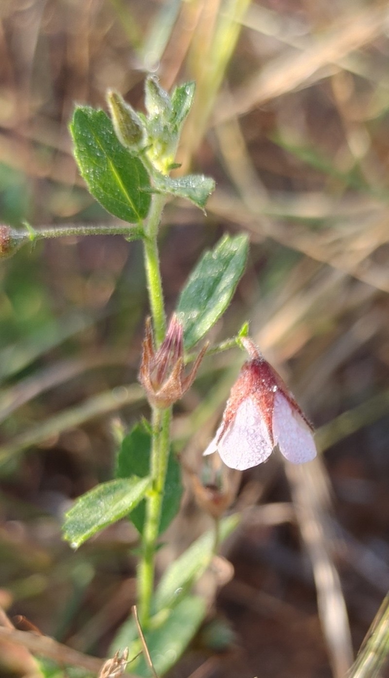 Hermannia glanduligera photo 2