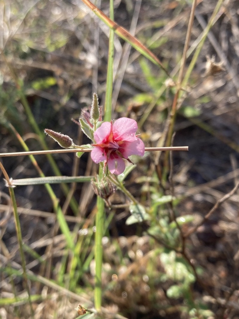 Hermannia glanduligera photo 4