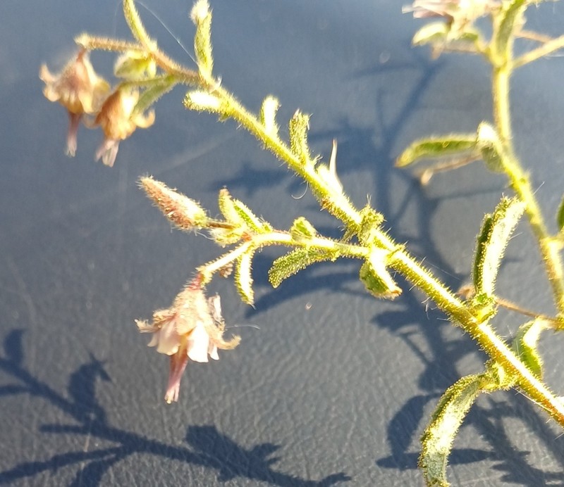 Hermannia glanduligera photo 7