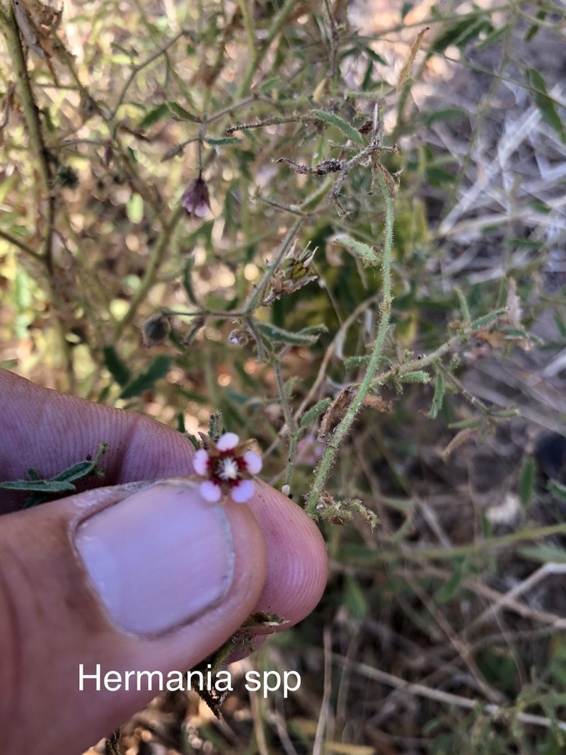 Hermannia glanduligera photo 8