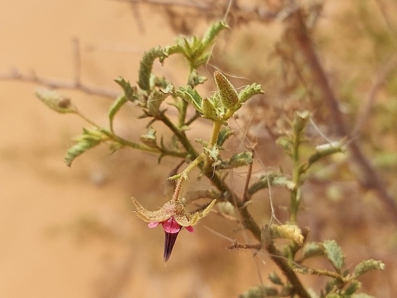 Hermannia glandulossisima