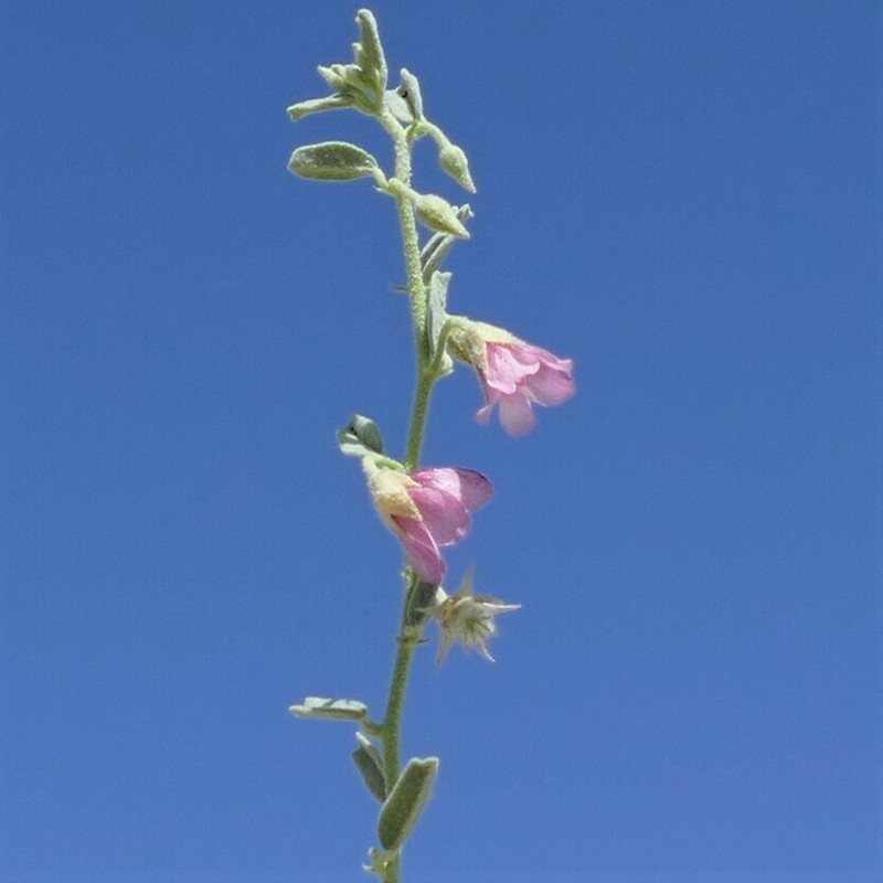 Hermannia glandulossisima photo 3