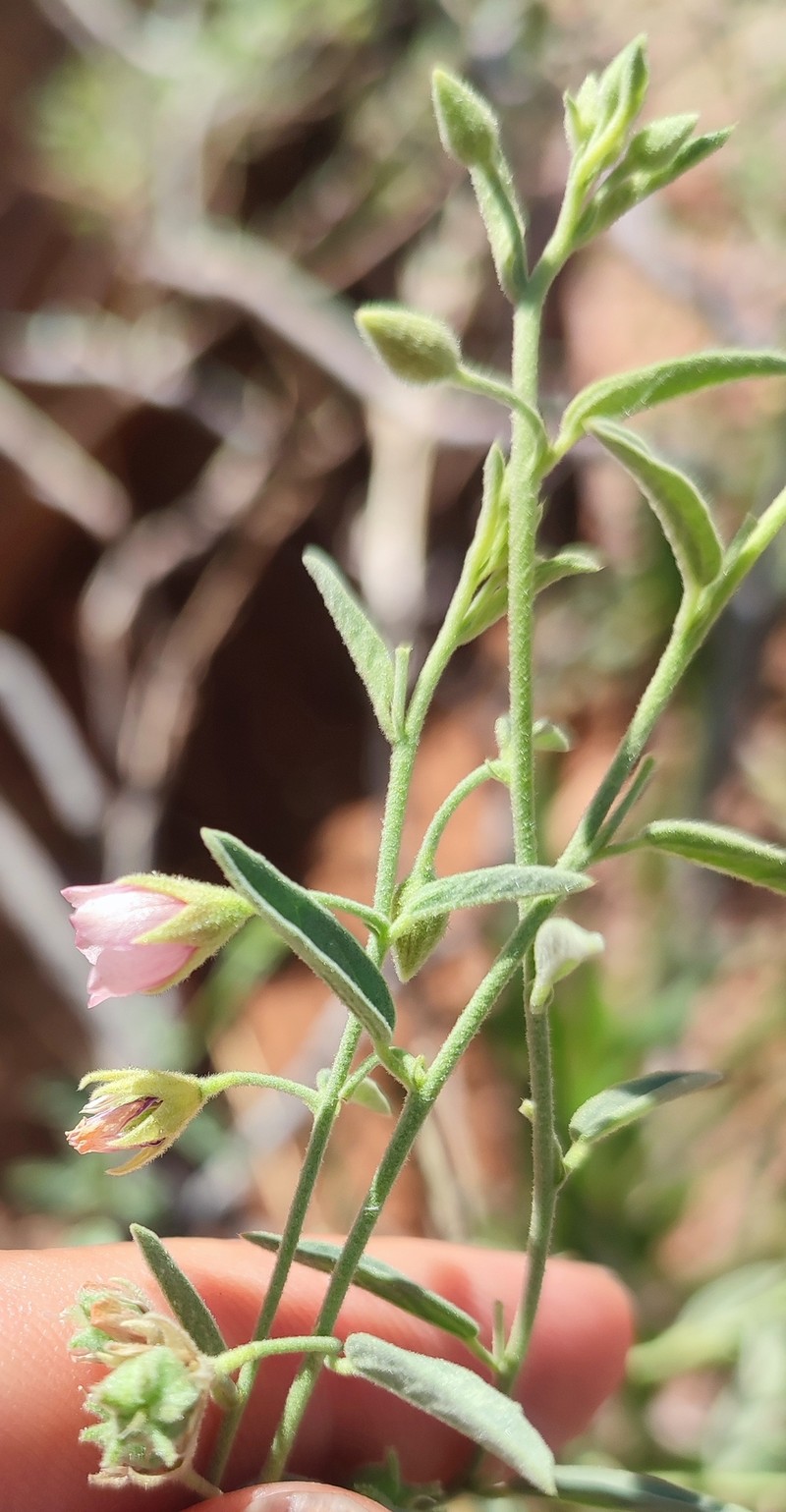 Hermannia glandulossisima photo 4