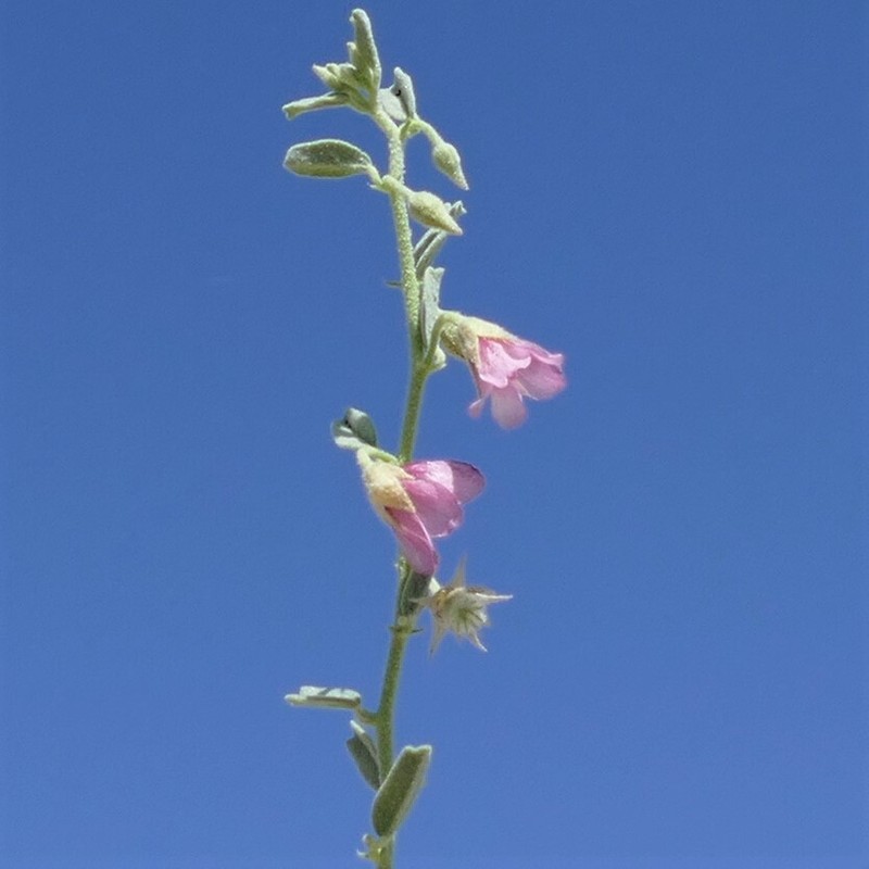 Hermannia glandulossisima photo 5