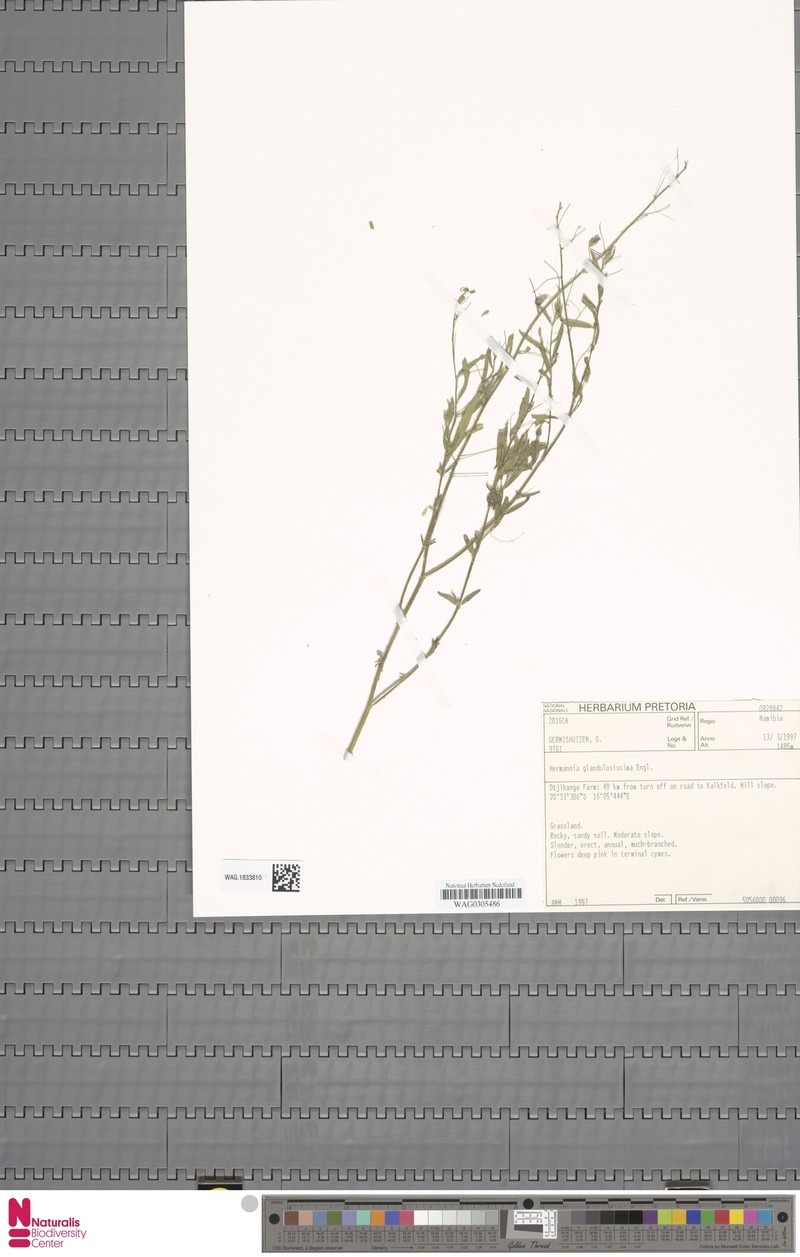 Hermannia glandulossisima photo 6