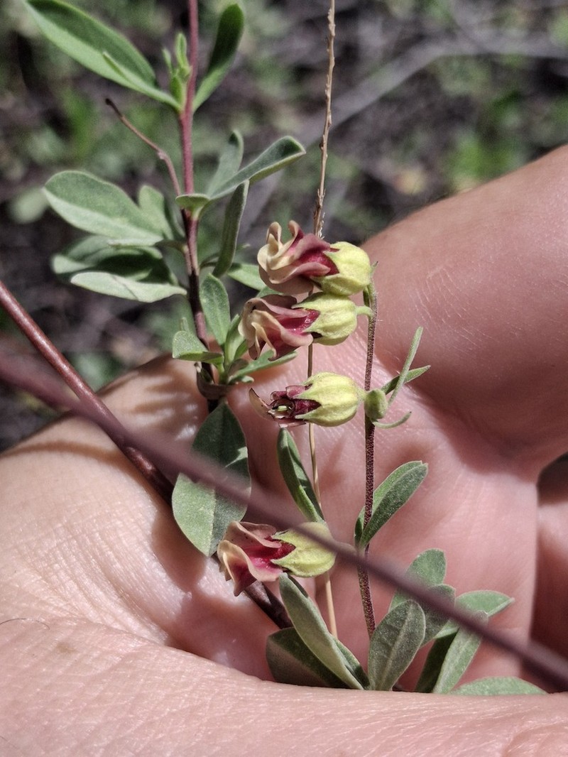 Hermannia gracilis