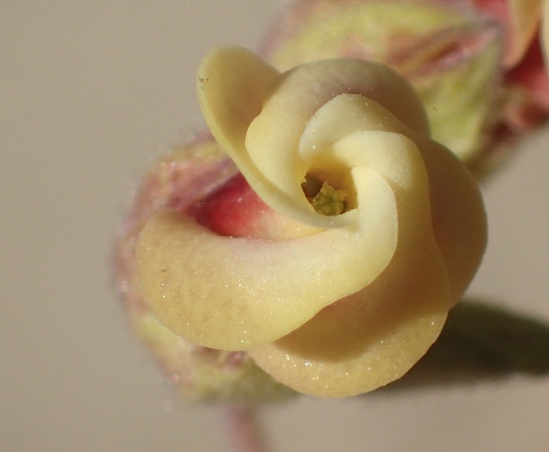 Hermannia gracilis photo 2